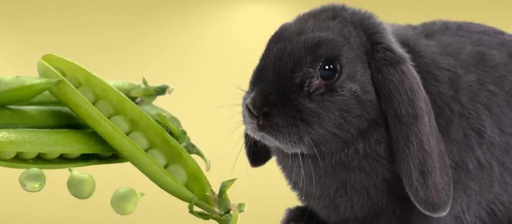 Can Rabbits Eat Peas