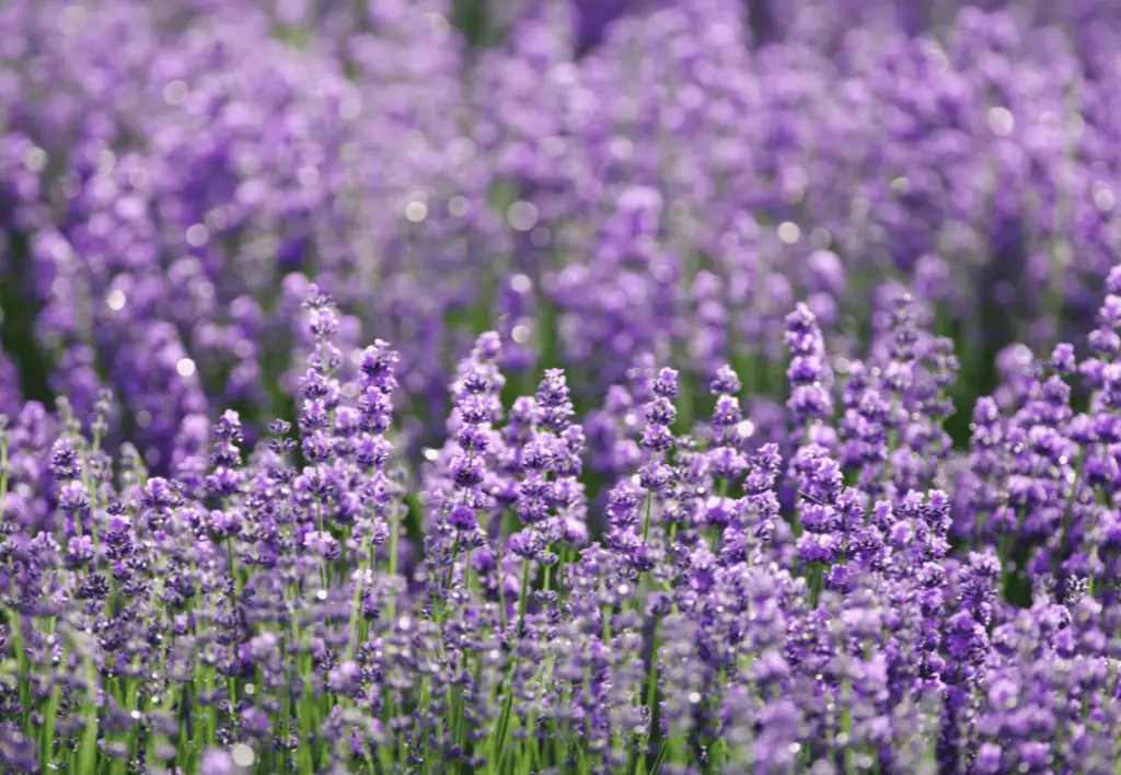 Do Rabbits Like Lavender