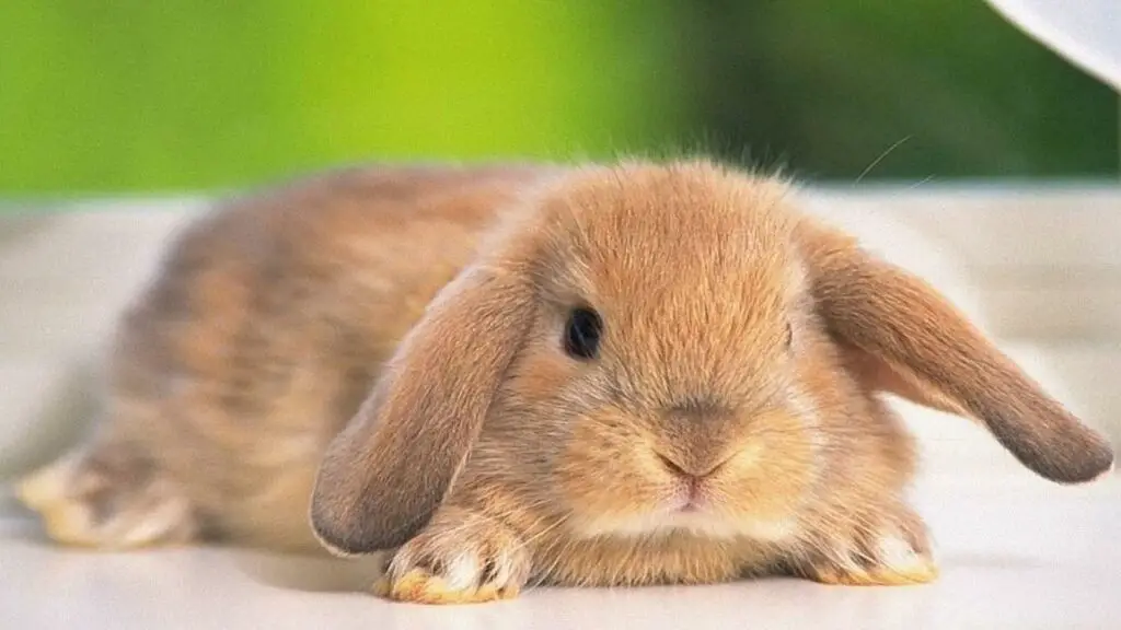 what is a dry bath for rabbits