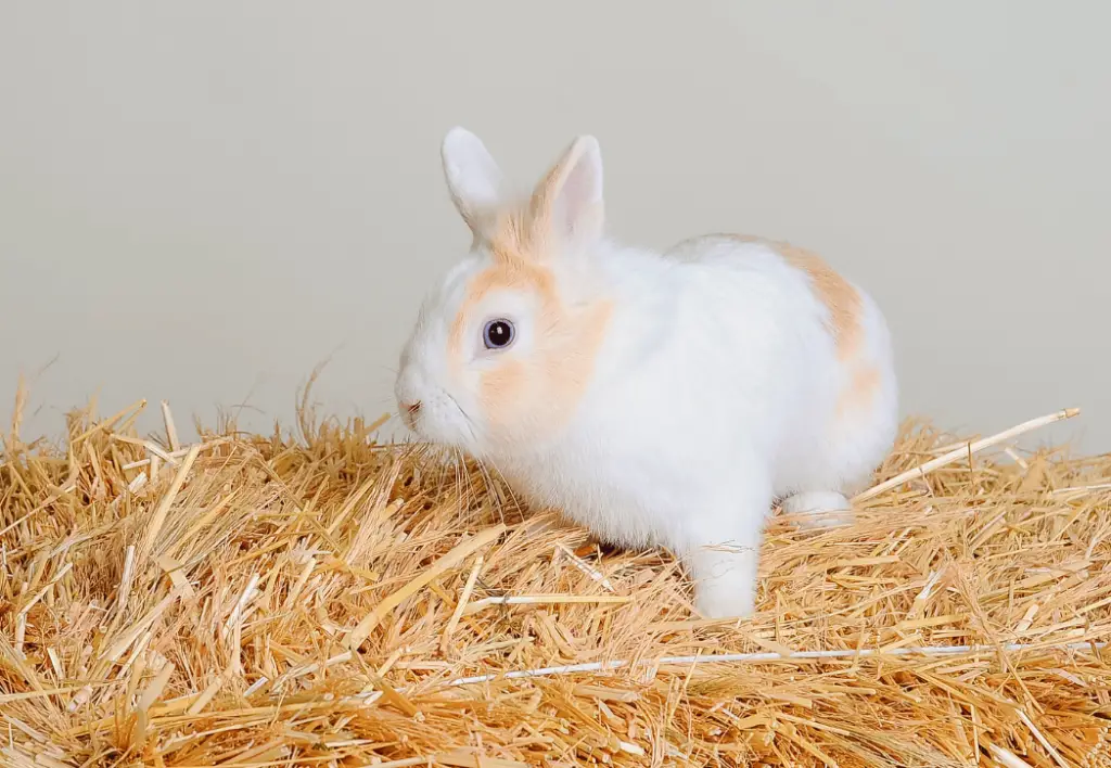 Hay Rabbit Care Blog