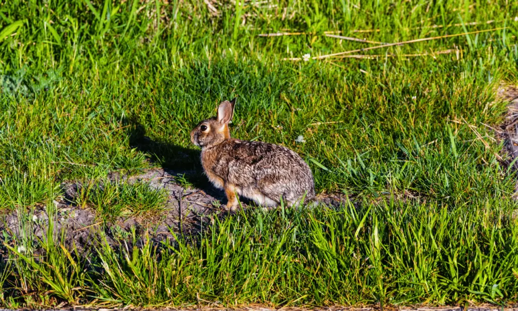 How Much Exercise Do Rabbits Need