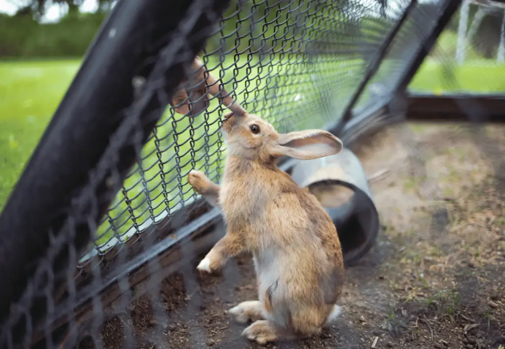 Keep Rabbits Cool in Summer