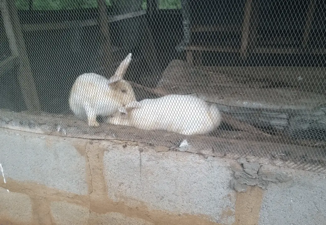 Do Rabbits Need to be in Pairs? Expert Advice on Rabbit Socialization