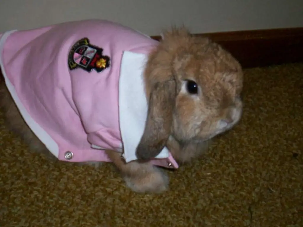 PrecautionsWhenDressingYourRabbit Rabbit Care Blog