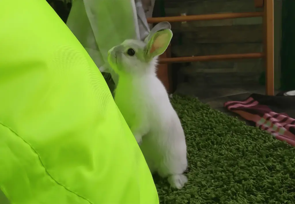 Rabbit Climb