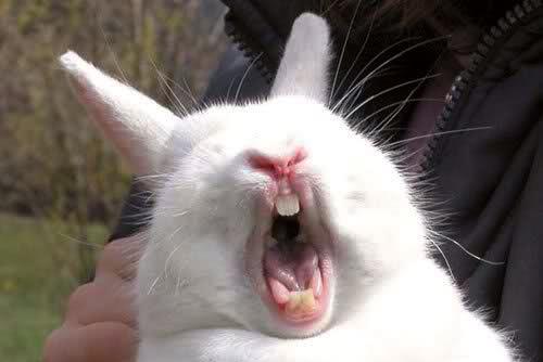 Rabbits Sneeze