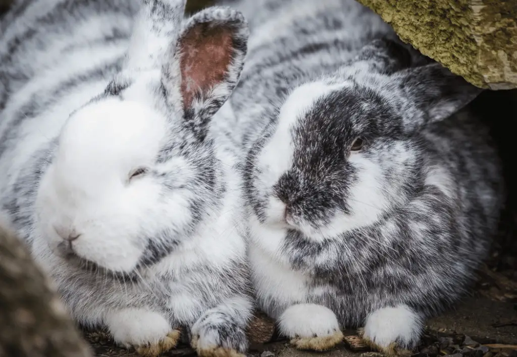 Rabbits Are Bonded