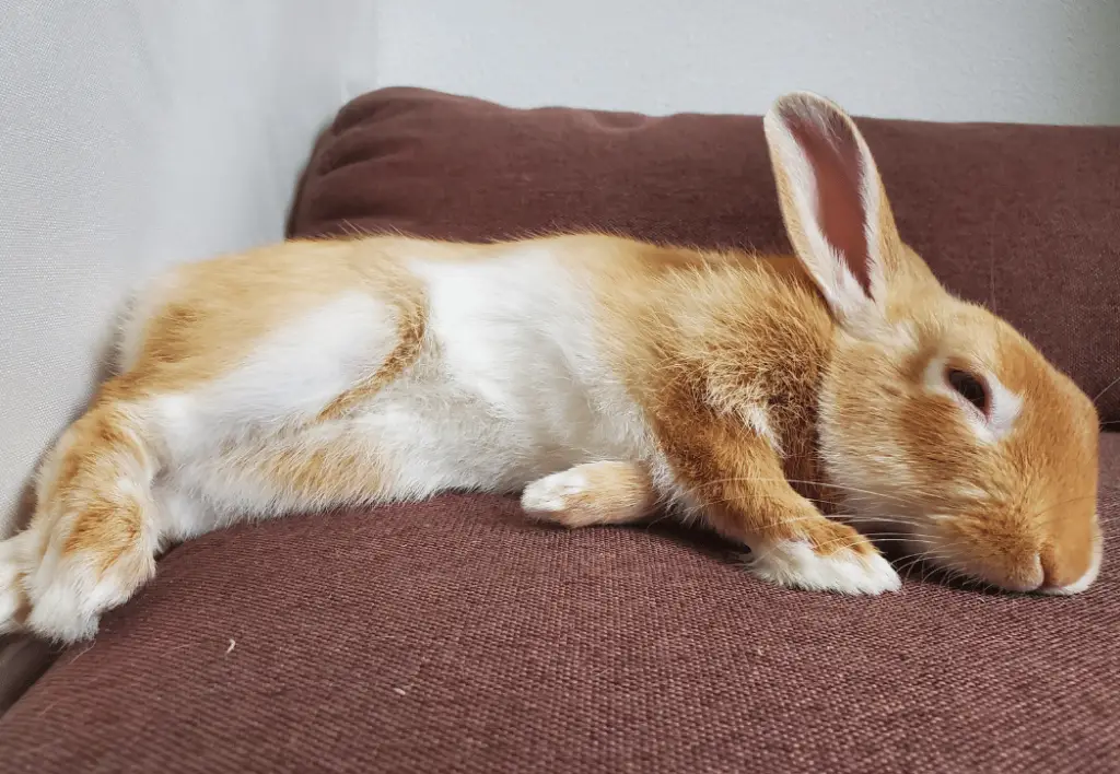 Do Rabbits Snore