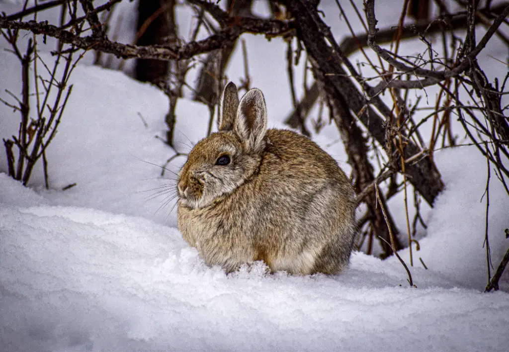 Too Cold for Rabbits