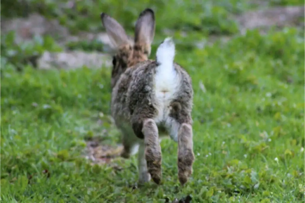 Urine Scald in rabbits