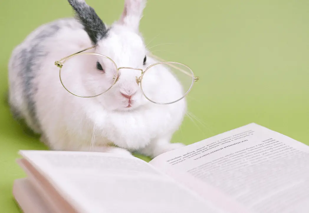 what do rabbits think about