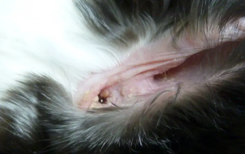 What Does Rabbit Ear Wax Look Like