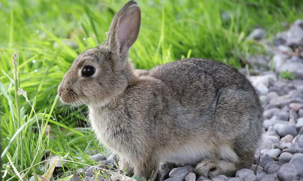 what is rabbit starvation