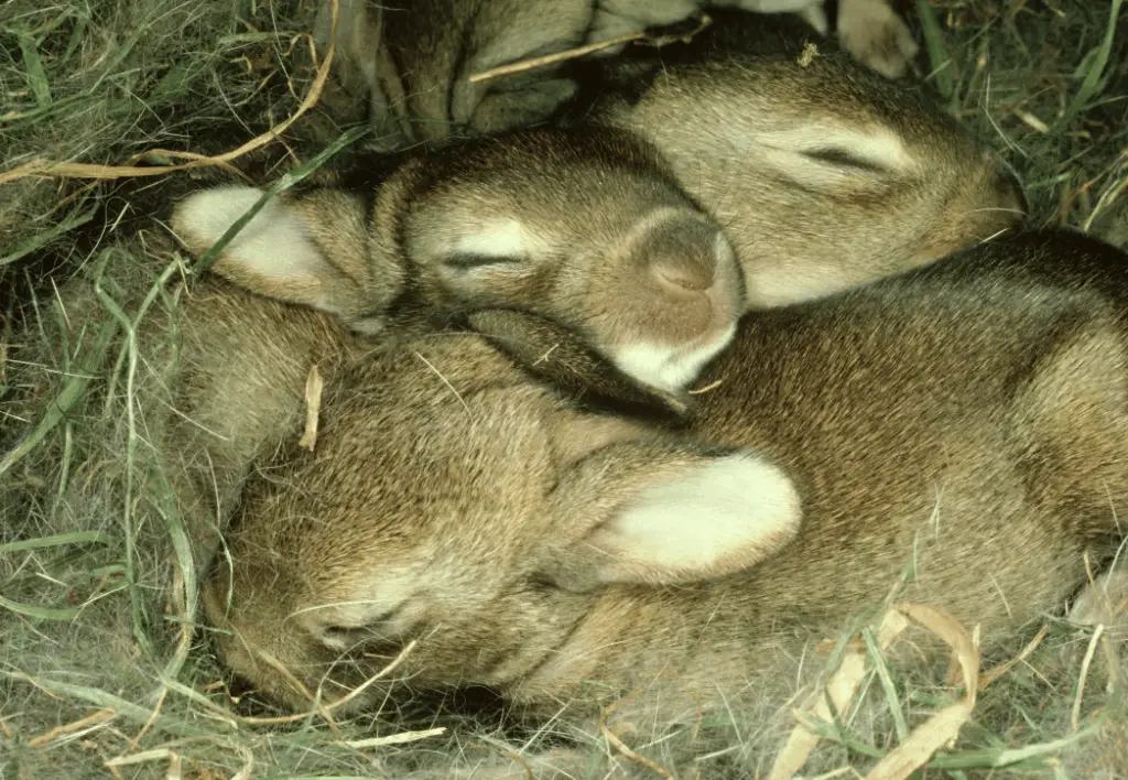 will baby rabbits return to nest