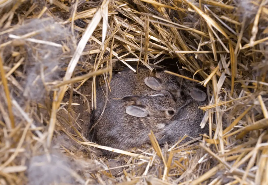 UsingRabbitNestBoxesforBreeding Rabbit Care Blog