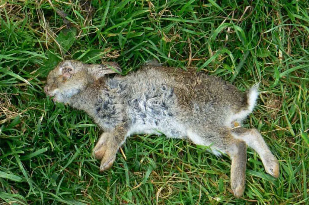 Dispose of a Dead Wild Rabbit