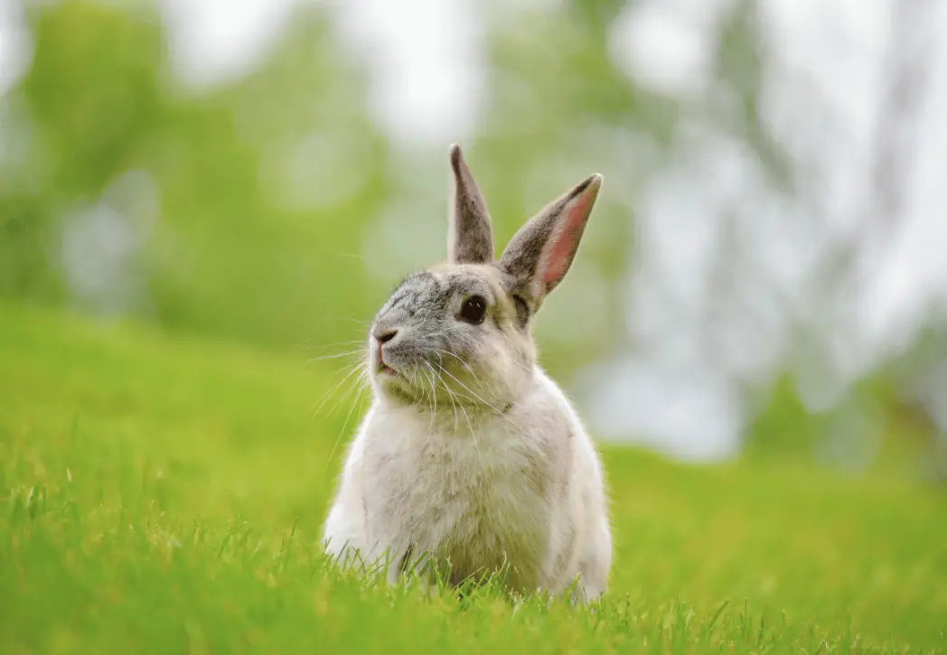 do male rabbits spray